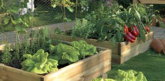 Orto domestico: quando c’è poco spazio per il verde